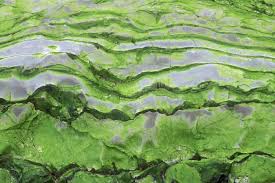 <p>Classify this phylum of multicellular algae:</p>