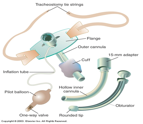 <ul><li><p>“Decannulation” - removing trach</p><ul><li><p>some facilities have protocols; others don’t</p></li></ul></li><li><p>Progressive reduction in trach size (ex: 8 to 6 to 4)</p></li><li><p>Cuffed or cuffless</p><ul><li><p>Or, cuffed to fenestrated trach (if that’s what ur facility uses) (TRY TO DISCOURAGE FENESTRATED)</p></li></ul></li><li><p>Speaking Valve Trials</p></li><li><p>Capping Trials</p></li></ul><p></p>