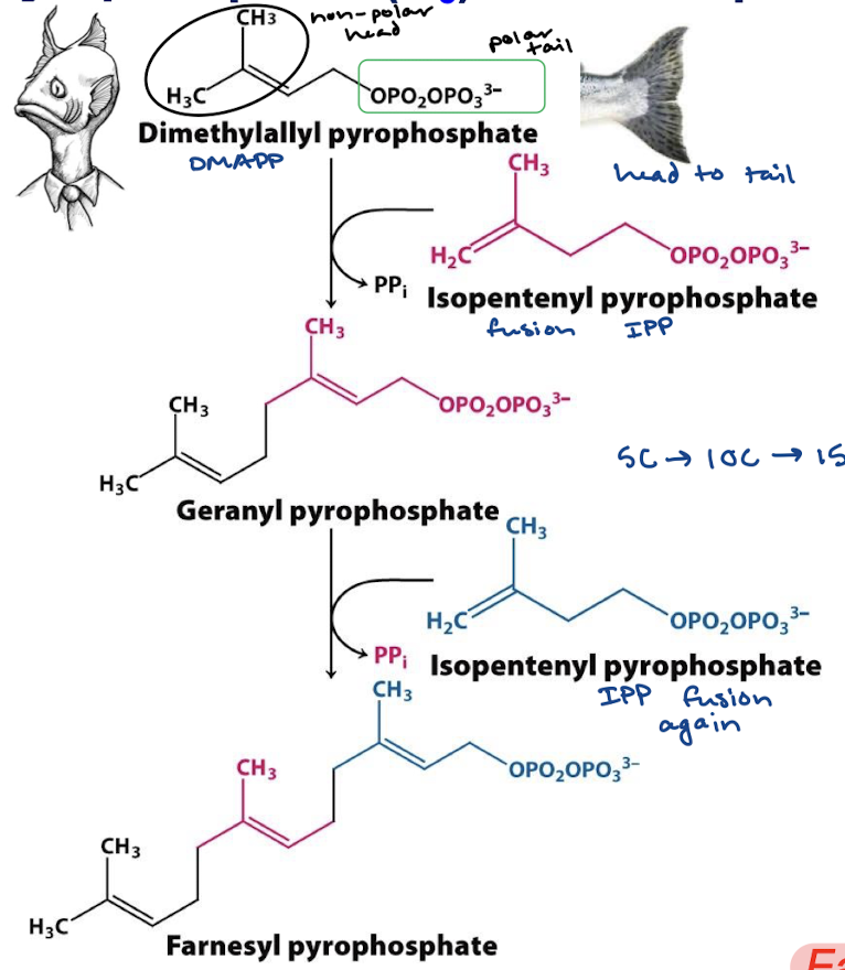 <p>Condensation of 6 molecules of isopentenyl pyrophosphate (C<sub>5</sub>) to form squalene (C<sub>30</sub>).</p>