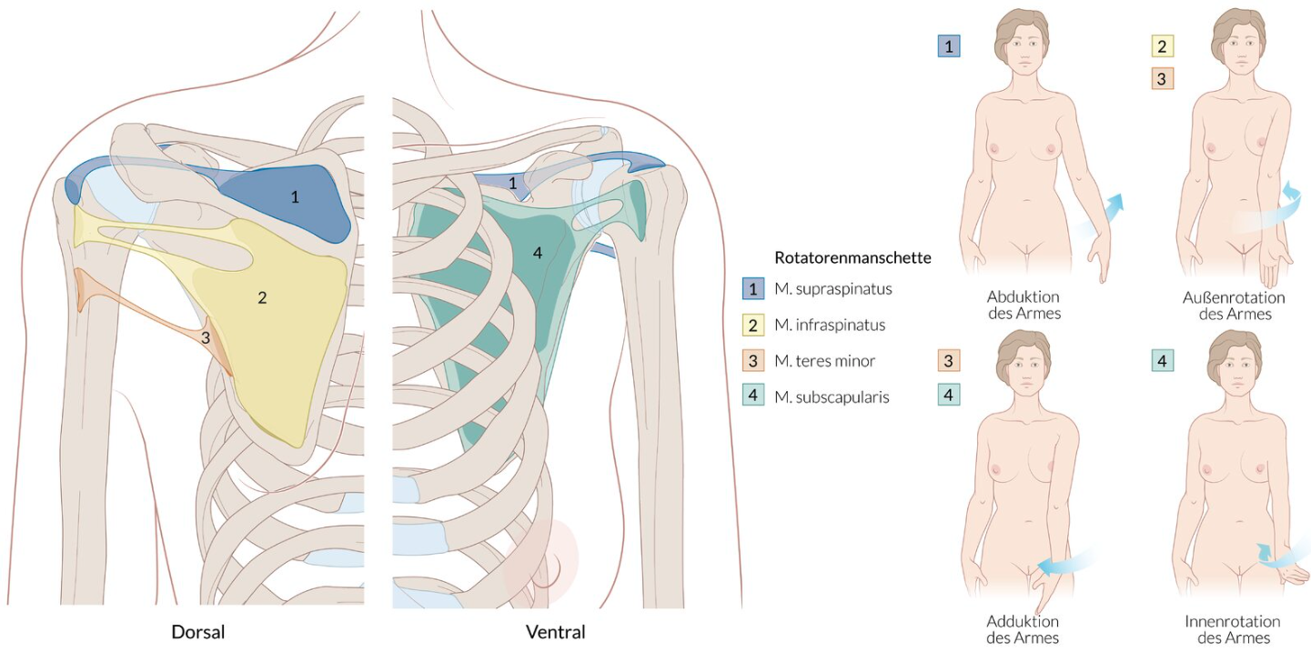<p>A. Weakening of abduction against resistance</p>