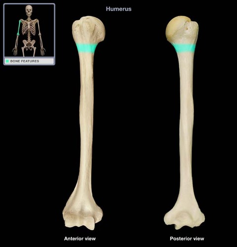 <p>- falls right below the greater and lesser tuberosities</p><p>- the place where humeral fractures most commonly occur</p><p>- important location of arteries and nerves that surgeons want to avoid</p>