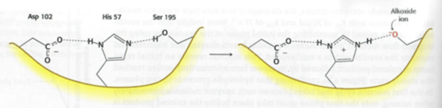 <p>Serine 195, het bevat een histidine die fungeert als base waardoor je een O- (alkoxide groep) krijgt, deze is reactief genoeg om de peptide binding te breken.</p>