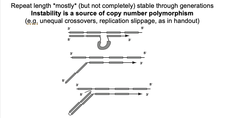 <ul><li><p>no bias towards gain or loss</p></li></ul><p></p>