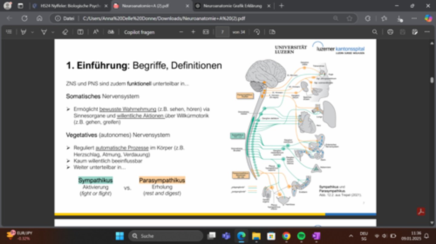 <p>Truncus sympathicus: Sympathischer Grenzstrang, der entlang der Wirbelsäule verläuft und sympathische Nerven enthält.</p><p>Ganglion: Nervenknoten, in denen Verschaltungen des Sympathikus stattfinden.Ganglia paravertebralia: Paravertebrale Ganglien entlang der Wirbelsäule.Ganglia praevertebralia: Prävertebrale Ganglien, z. B. im Bereich der großen Bauchgefäße.</p><p>Plexus coeliacus: Sonnengeflecht, ein wichtiger Nervenknoten für den Sympathikus im Bauchraum.</p><p>Nervi splanchnici: Eingeweidenerven, die sympathische Signale an die Organe im Bauchraum weiterleiten.</p><p>Medulla spinalis: Rückenmark, Ursprung der sympathischen Nerven im thorakolumbalen Bereich.</p><p>Afferentia: Nervenfasern, die Signale von Organen zurück zum Zentralnervensystem leiten.</p><p>Effentia: Nervenfasern, die Signale vom Zentralnervensystem zu den Organen leiten.</p>