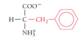 <p>What is the name of the amino acid?</p>