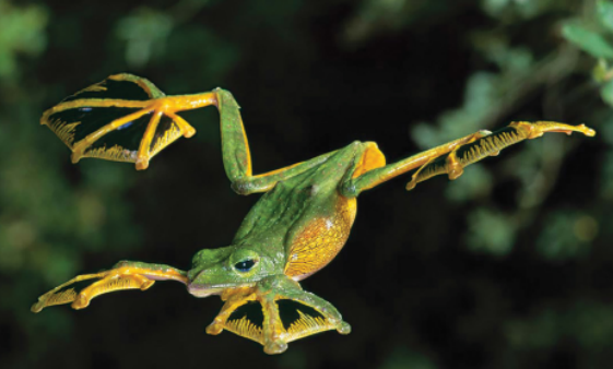 <p>Family?</p><ul><li><p><300 species</p></li></ul><p></p>