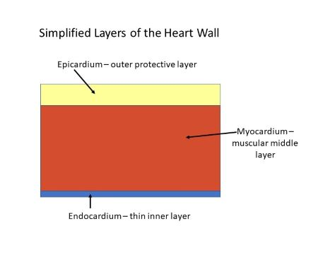 <p>outer protective layer, reduces friction</p>