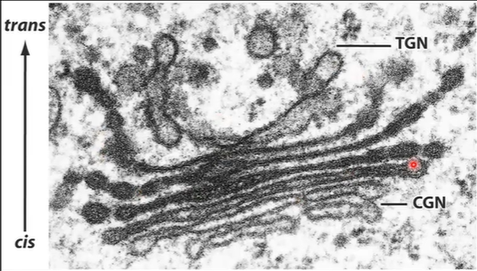 <ul><li><p>Proteins are <strong>modified step-wise</strong> as they traverse the Golgi.</p></li><li><p><strong>Different cisternae</strong> of the Golgi contain different enzymes that modify proteins. </p></li><li><p>The differential staining of the Golgi cisternae reflects their biochemical difference</p></li><li><p><strong>processing plant</strong> of the cell</p></li><li><p>involved in synthesis of polysaccharides and specific modification of protein sna dlipids (glycosylation and proteolytic modification)</p></li></ul><p></p>