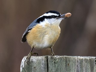 <p><em>Red-breasted </em>Nuthatch </p>