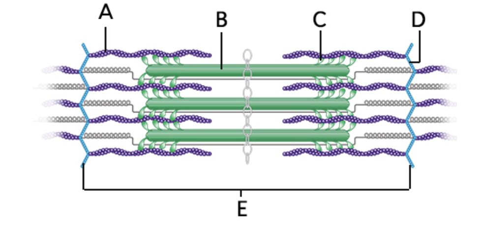 <p>what does&nbsp;“A” represent on the diagram?&nbsp;</p>