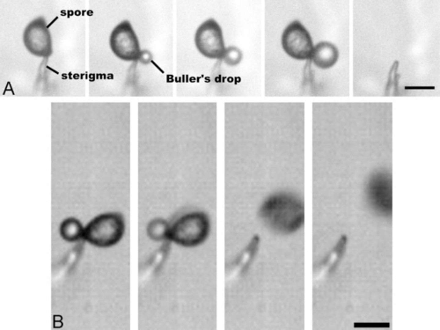 <p>way of spore dispersal by basidiomycetes</p><p>-water coats the spore</p><p>-water droplet forms at base of spore and conidium</p><p>-water droplet grows until it contacts the spore</p><p>-water droplet redistributes the center of gravity and catapults spore into wind</p>