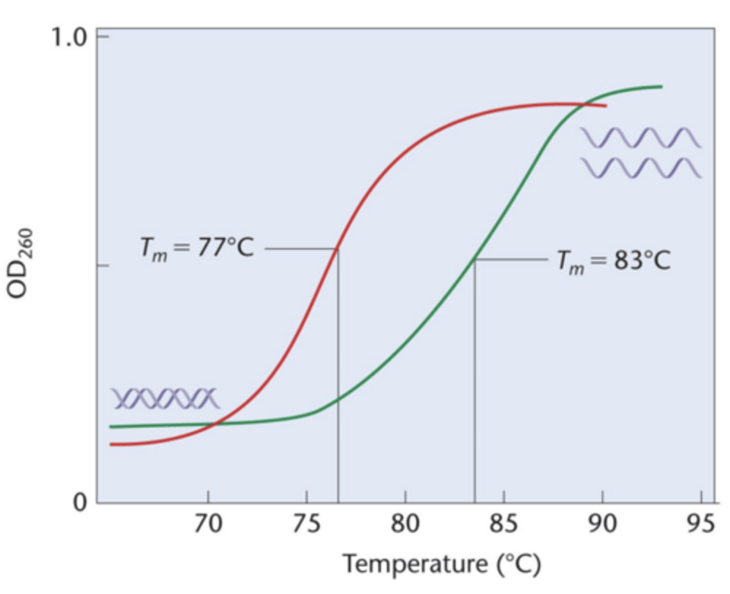 <p>DNA can denature due to heat or stress</p><p>hyperchromic shift</p><p>- increase in UV absorption of heated DNA in solution</p><p>- denaturation used to determine melting temperature (Tm)</p><p>- Graph of absorption vs temperature gives melting profile of DNA</p>