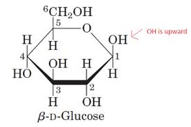 <p>1 hydroxyl group (OH) on top</p>