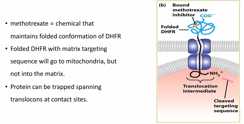 <ul><li><p>Methotrexate maintains folded confromation of DHFR despite Hsc7-&nbsp;</p></li><li><p>Matrix-targetinig motif is still sucessful in getting the protein to mitochondria&nbsp;</p><ul><li><p>Some of the protein is pulled through translocoon&nbsp;</p></li><li><p>The spacer sequence gets through&nbsp;</p></li><li><p>the matrix-targeting sequence gets cleaved</p></li></ul></li><li><p>Since DHFR is folded, it cannot get through&nbsp;</p><ul><li><p>Protein unfolding is therefore necessary for transport of proteins into mitochondria </p></li></ul></li></ul><p></p>