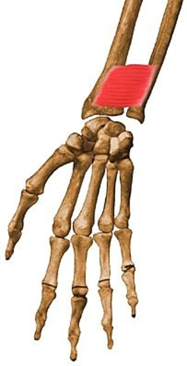 <p>Origin: Distal ulna</p><p>Insertion: Distal Radius</p><p>Action: Pronates forearm</p><p>Innervation: Median Nerve</p>