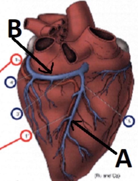 <p>Which arterial branch is located at A?</p>