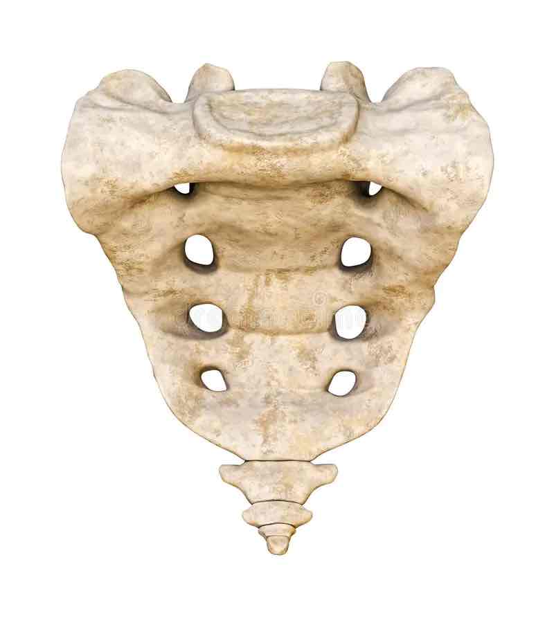 <p>Name this part of the vertebral column that is FUSED</p>