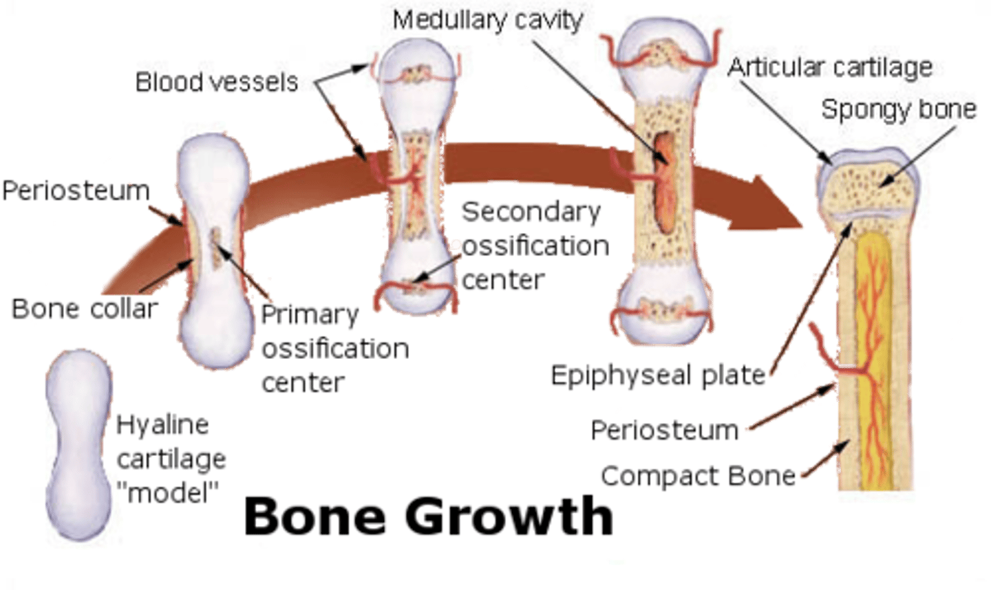 <p>1. hyaline cartilaginous matrix hardens into the cartilage model</p><p>2. the cartilage model's center calcifies</p><p>3. capillaries and osteoblasts invade the calcified center and establish the primary ossification center</p><p>4. secondary ossification sites are made at epiphyses</p><p>5. osteoclasts resorb the inside of the diaphysis, which creates the medullary cavity</p>