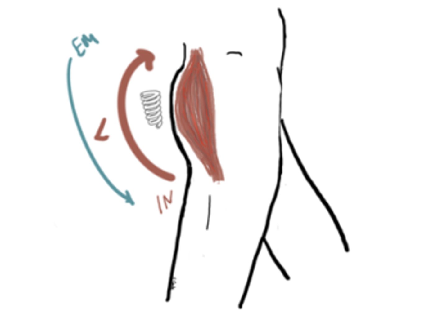 <p>IM: Extension moment (glutes)</p><p>EM: Flexion Moment</p><p>IM&gt;EM (concentric)</p><p>Angle = 10° extension</p>