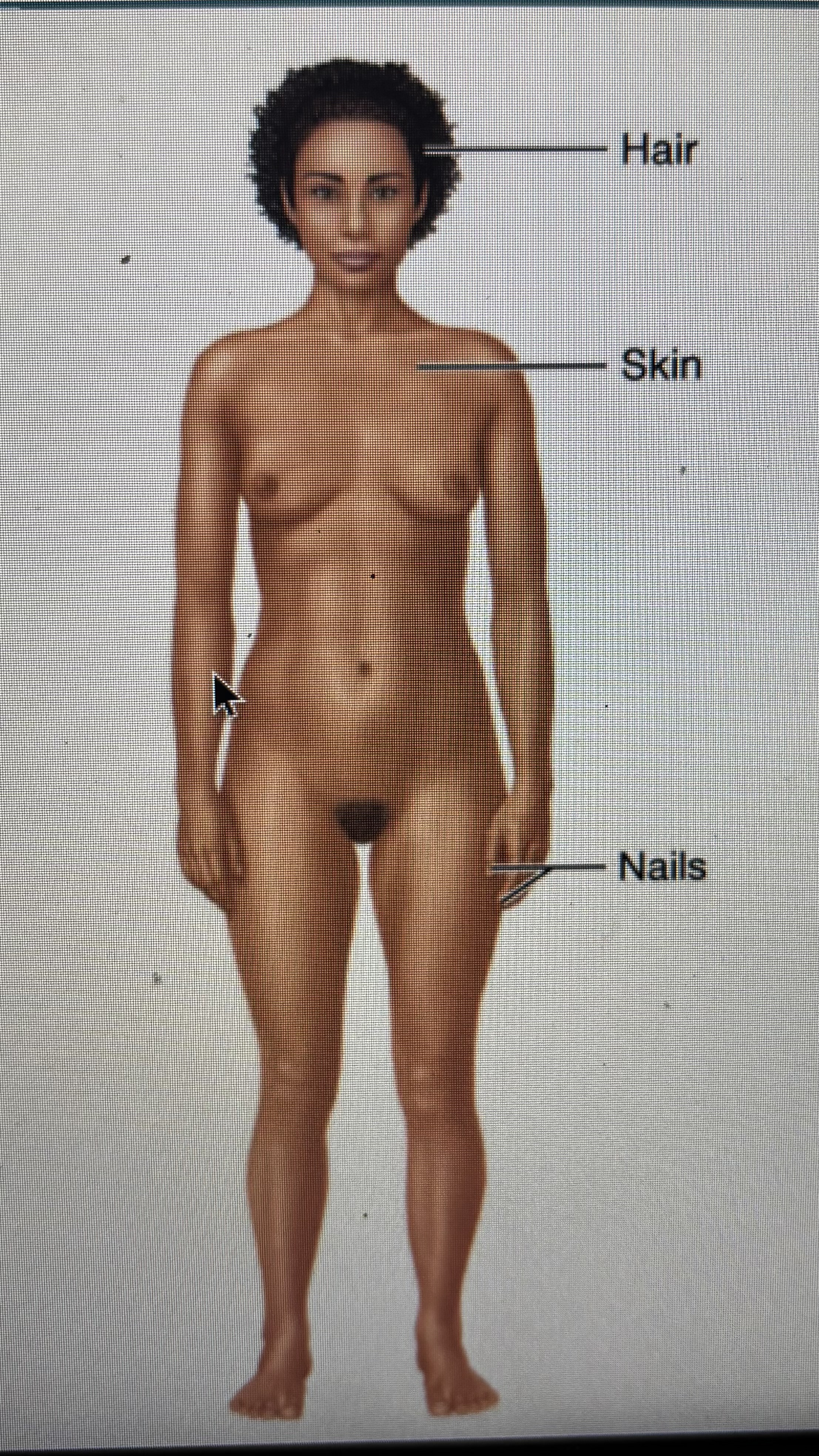 <p>hair</p><p>nails</p><p>skin</p>