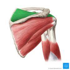 Origin: scapula

Insertion: humerus 

Action: abducts the arm at the shoulder