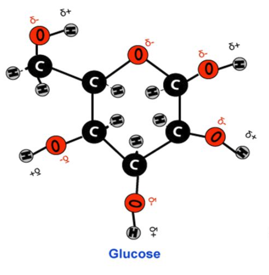 <p><span style="background-color: transparent; font-family: "Open Sans", sans-serif;"><span>Glucose </span><em><span>(the basic fuel for almost all life)</span></em><span> is is also hydrophilic </span><em><span>(water-loving).</span></em><span> It has many polar covalent bonds on its many O-H groups.&nbsp;</span></span></p><p><span style="background-color: transparent; font-family: "Open Sans", sans-serif;"><span>Hydrogen bonds form between these groups and water. This interaction is the reason glucose can dissolve in water.</span></span></p>