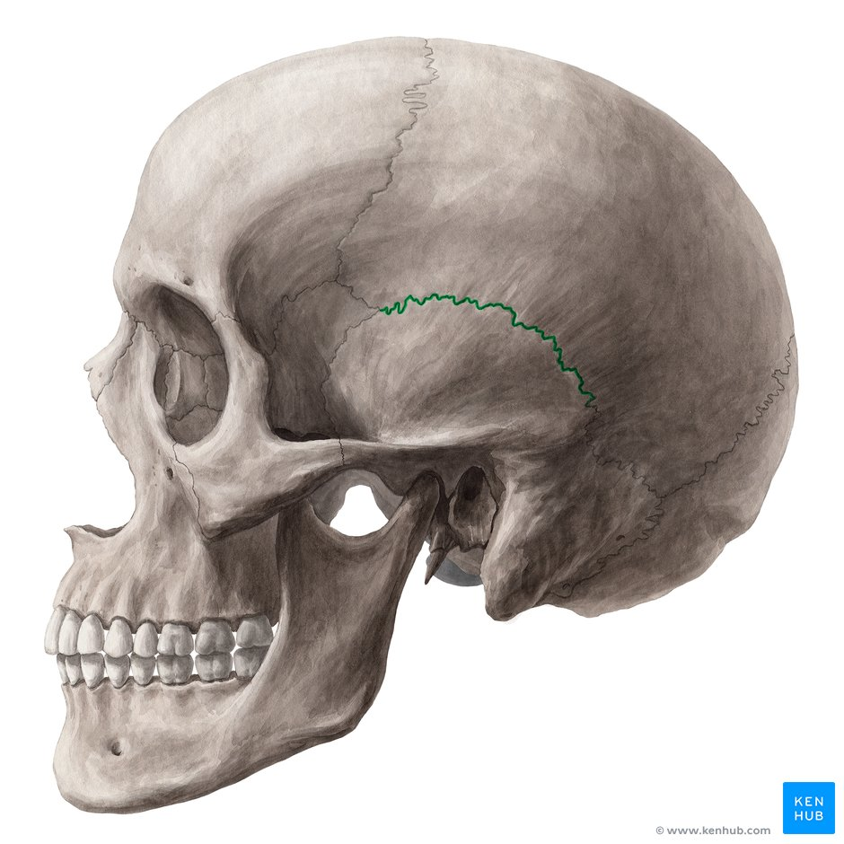 <p>Between temporal and parietal bone</p>