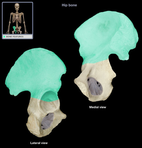 <p>Ilium</p>