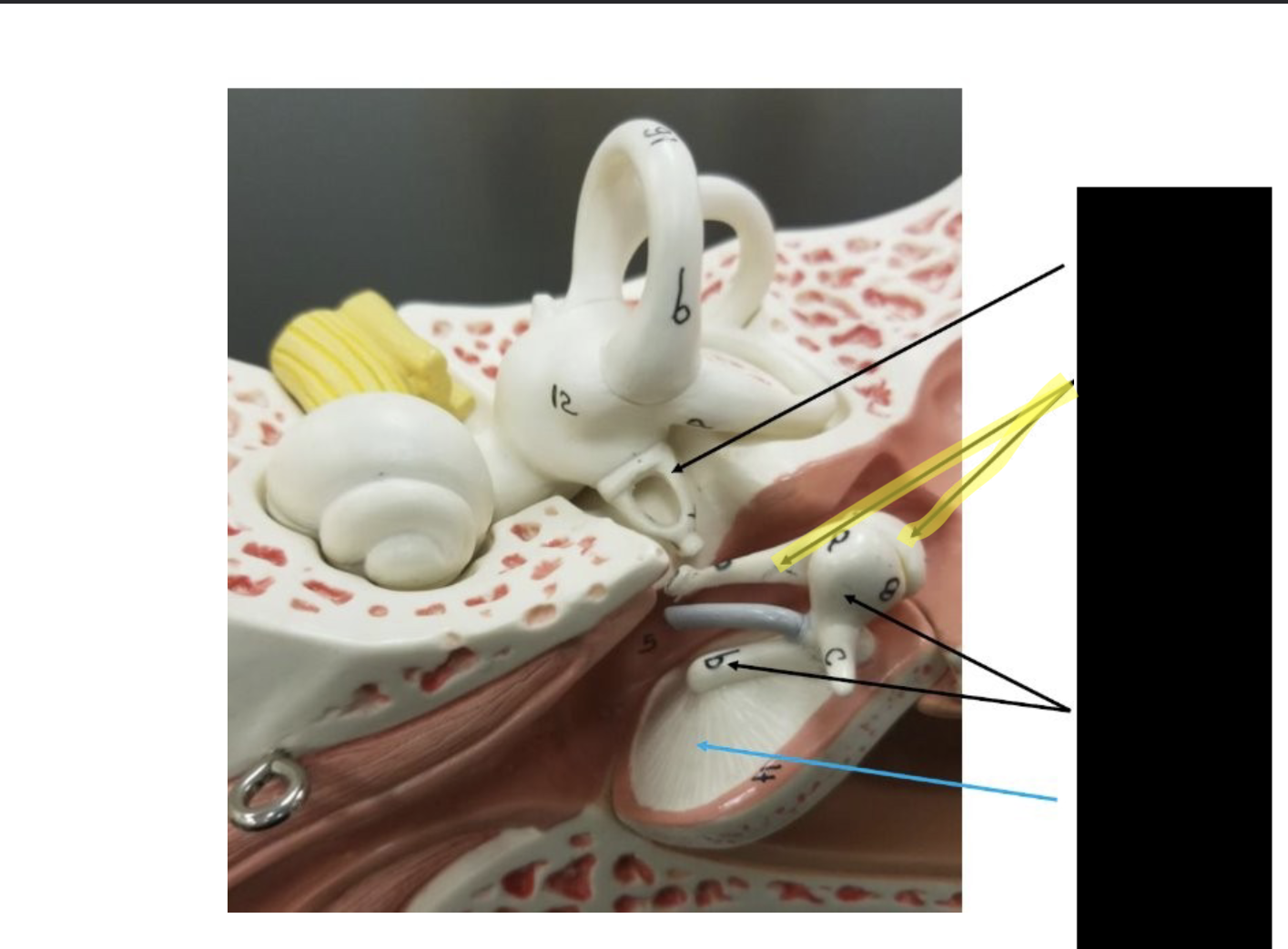<p>what is this part of the ear? </p>
