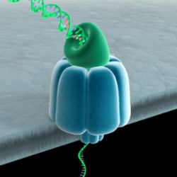 <ol><li><p>lipid bilayer created over a microwell containing a pair of electrodes on both sides</p></li><li><p>nanopores introduced into the bilayer, creating holes</p><ul><li><p>lipid bilayer has a high electrical resistance so current flows only through the nanopore</p></li></ul></li><li><p>DNA sample is introduced into the top layer</p></li><li><p>electrical field pulls charged particles through the pore; particles transiently bind to the cyclodextrin and produce a change in impedance proportional to the volume of the particle</p></li><li><p>bases are detected and identified by their characteristic impedance change</p></li></ol><p></p>