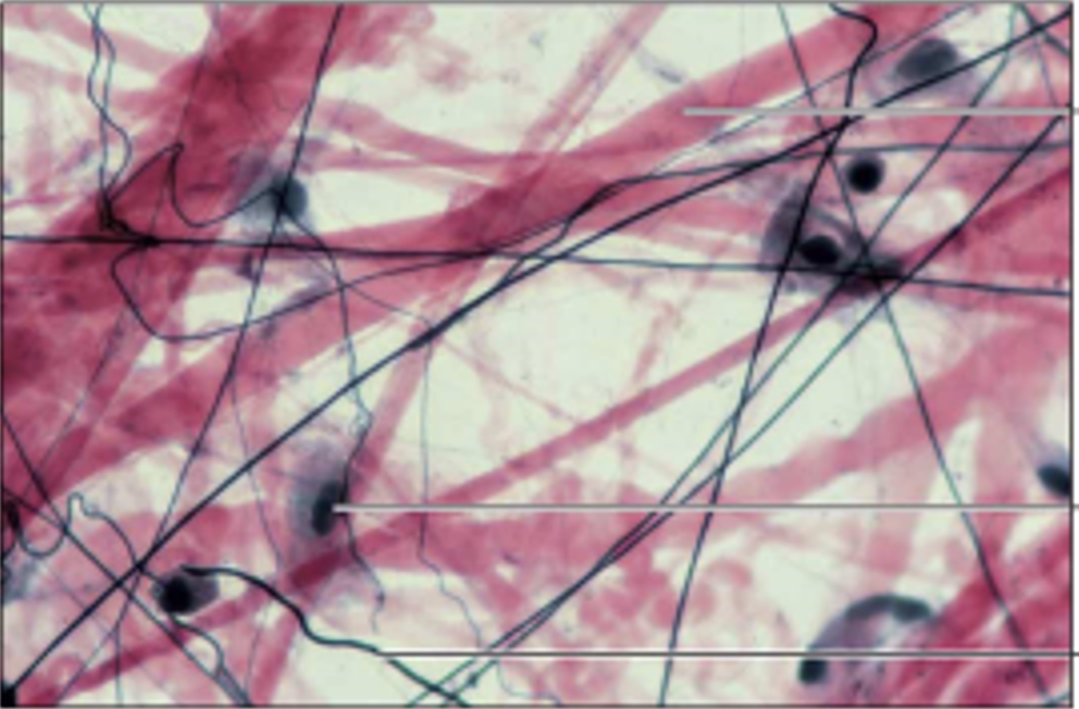 <p>areolar connective tissue</p>