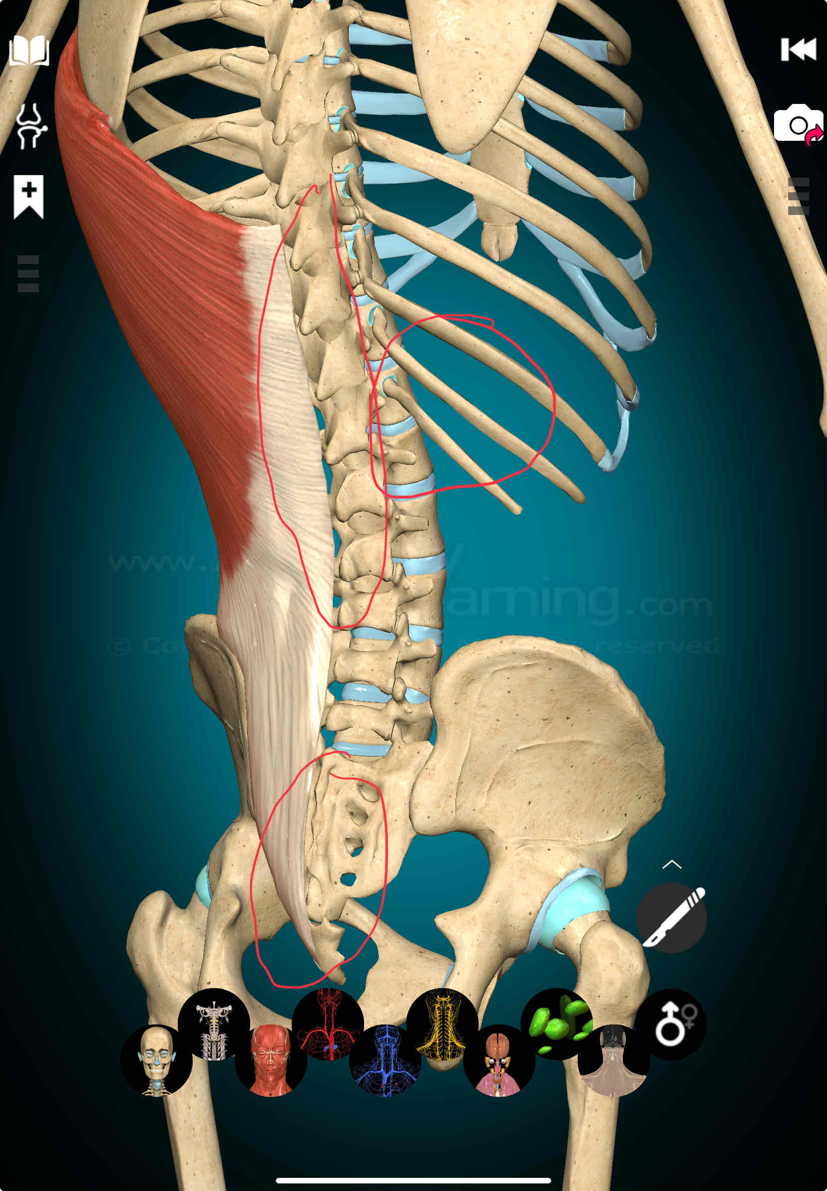 <p>Latissimus Dorsi Origin</p>