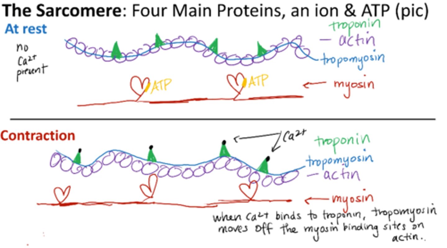<p>Contractile proteins:</p><p>Actin (thin)</p><p>Myosin (thick)</p><p>Regulatory proteins</p><p>Troponin</p><p>Tropomyosin</p><p>if actin and myosin r interacting their must be force </p>