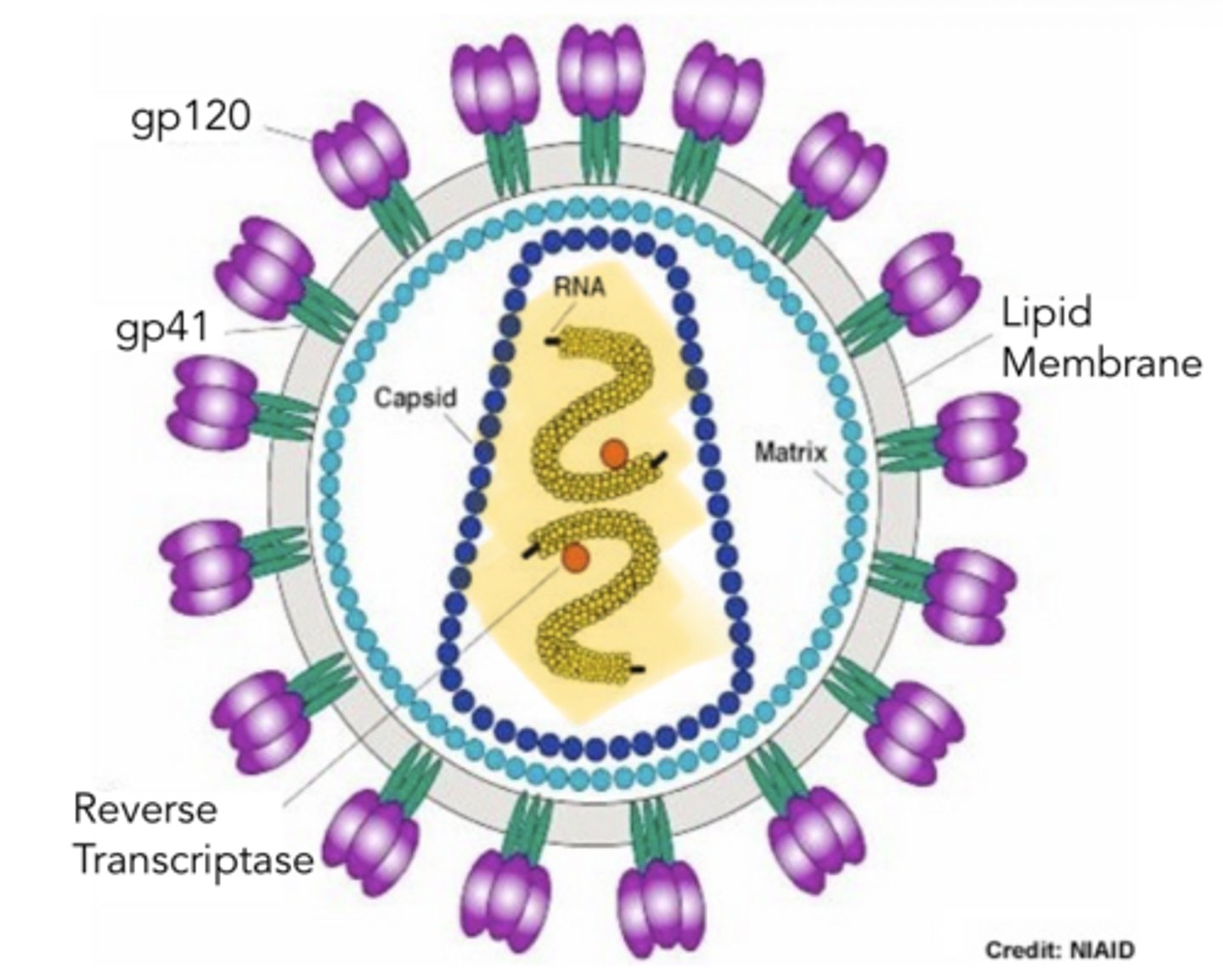 <p>HIV Structure</p><p>-genome contains __ single strands of RNA that ___ ___ is already attached too (meaning replication cycle can start asap once in cell)</p>