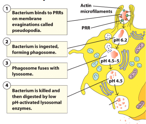 <p>• Phagocytosis initiated when receptors interact with ligand/pathogen </p><p>• Prompts membrane protrusions that extend, called <strong>pseudopodia </strong></p><p>• Pathogen internalized in a large membrane-enclosed endocytic vesicle known as <strong>phagosome </strong></p><p>• Phagosome fuses with one or more lysosomes → <strong>phagolysosome</strong>, in which lysosomal content are released </p><p>• Phagolysosome acidifies, acquires antimicrobial peptides and enzymes to kill pathogen</p>