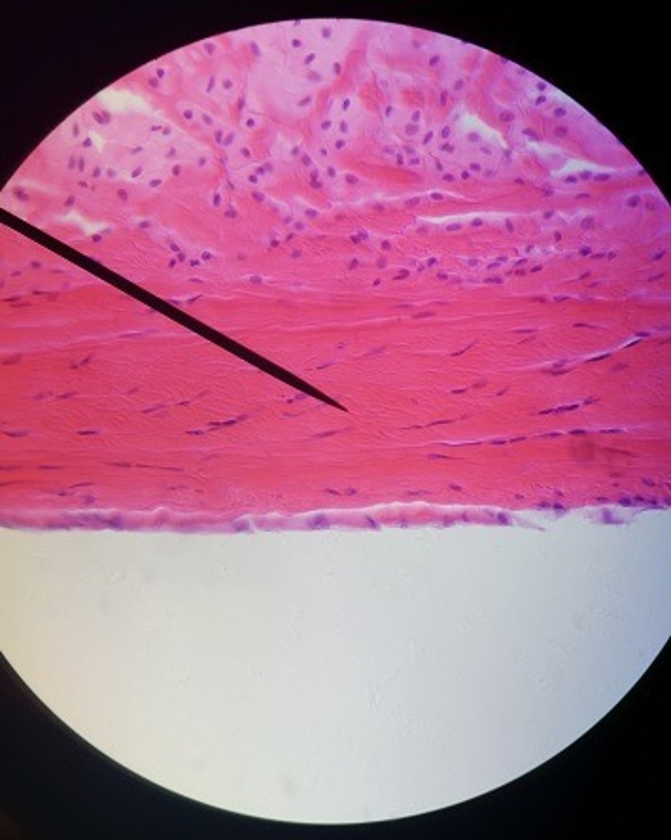 <p>Identify the tissue.</p>