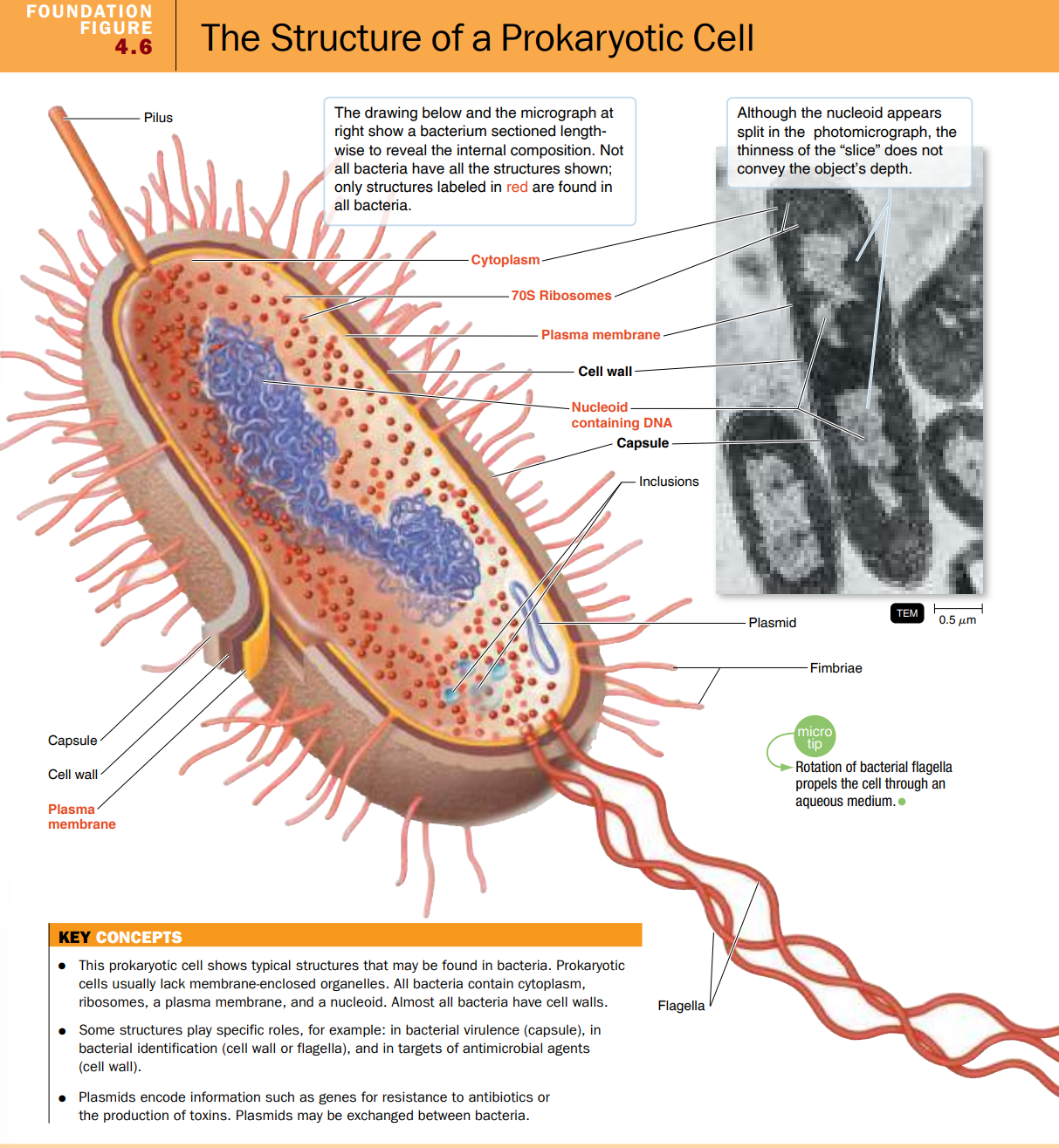 <p>The structure of a Prokaryotic cell</p>