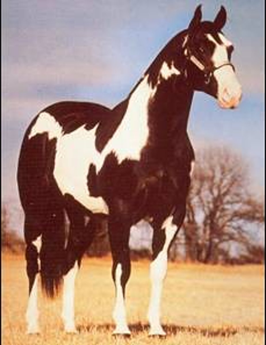 <p>- Original to US but from Spanish explorers with "two-toned" horses</p><p>- Bred for ranch work in US</p><p>- Second largest numbers in US today</p>