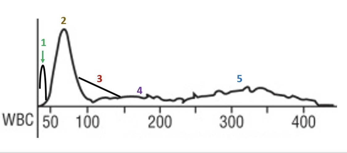 <p>where are the lymphocytes?</p>