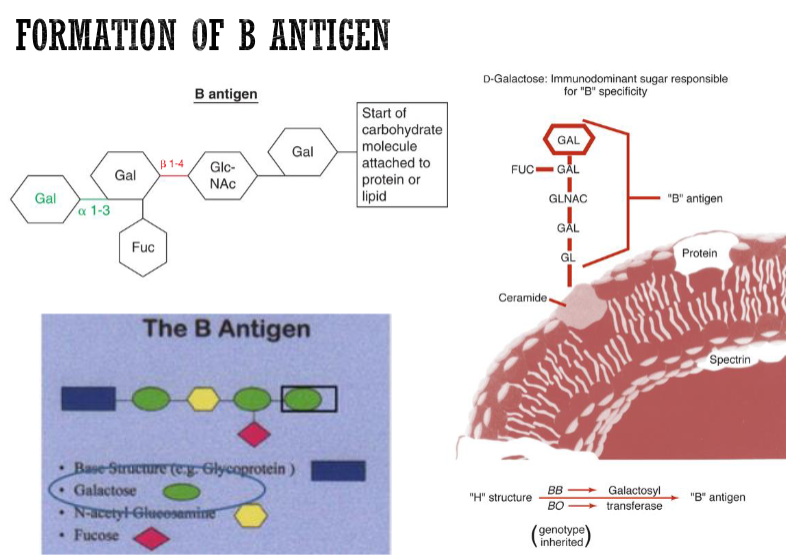 <ul><li><p>sugar: D-galactose</p></li><li><p>enzyme: α-1,3-D-galactosyltransferase</p></li></ul><p></p>
