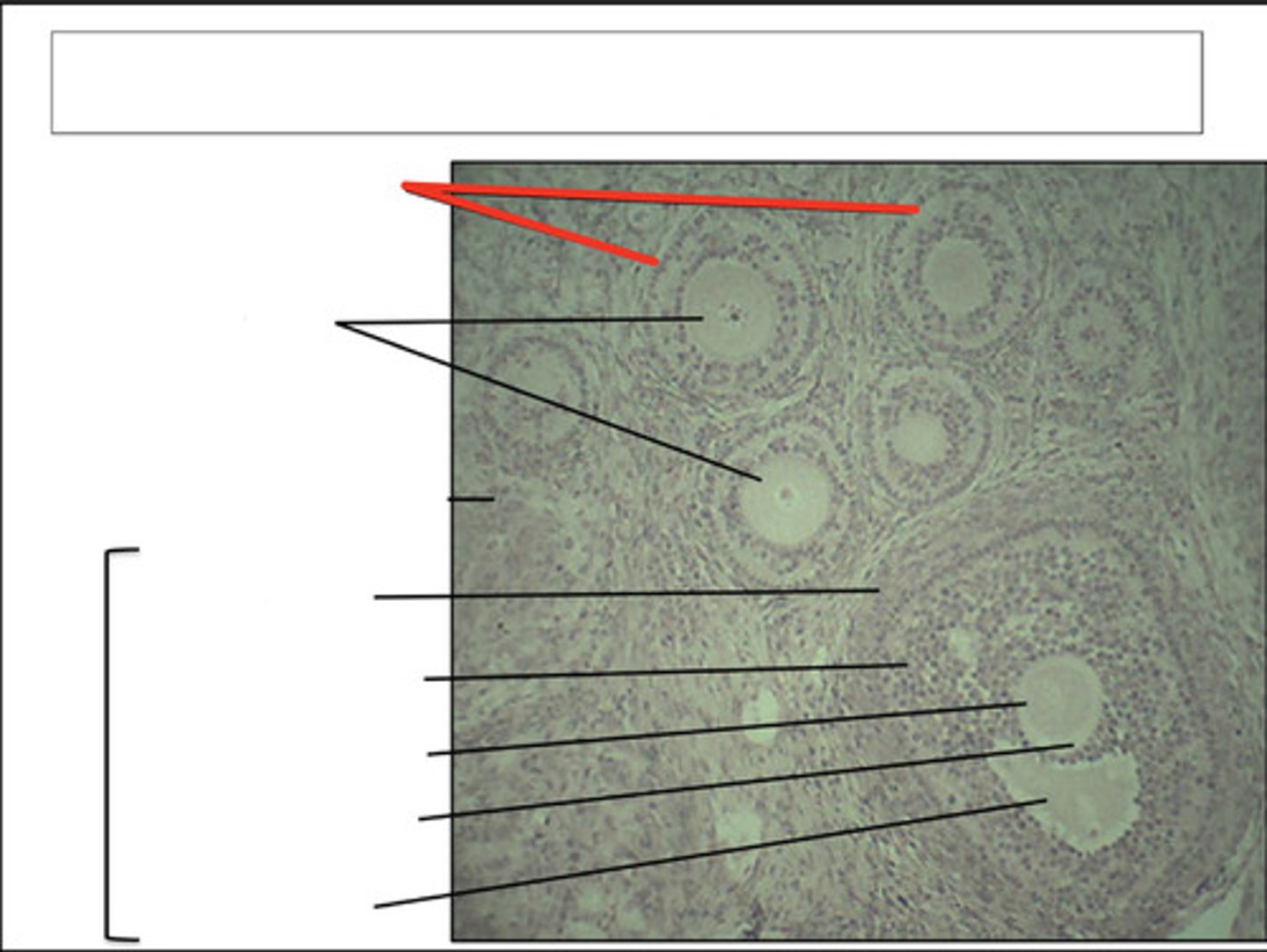 <p>identify this structure and organ</p>