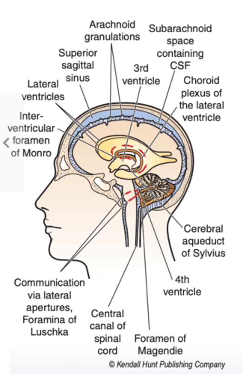 <p>in the interior of each cerebral hemisphere--> thus, there are 2 lateral ventricles</p>
