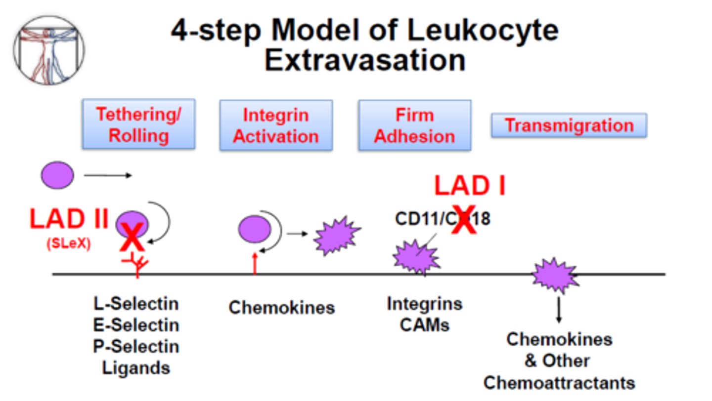 <p>Auto-recessive<br>-No surface adhesion proteins on leukocytes (CD11/CD18 -&gt; Beta integrin) <br>-NO PHAGOCYTOSIS <br>-tested with flow cytometry</p>