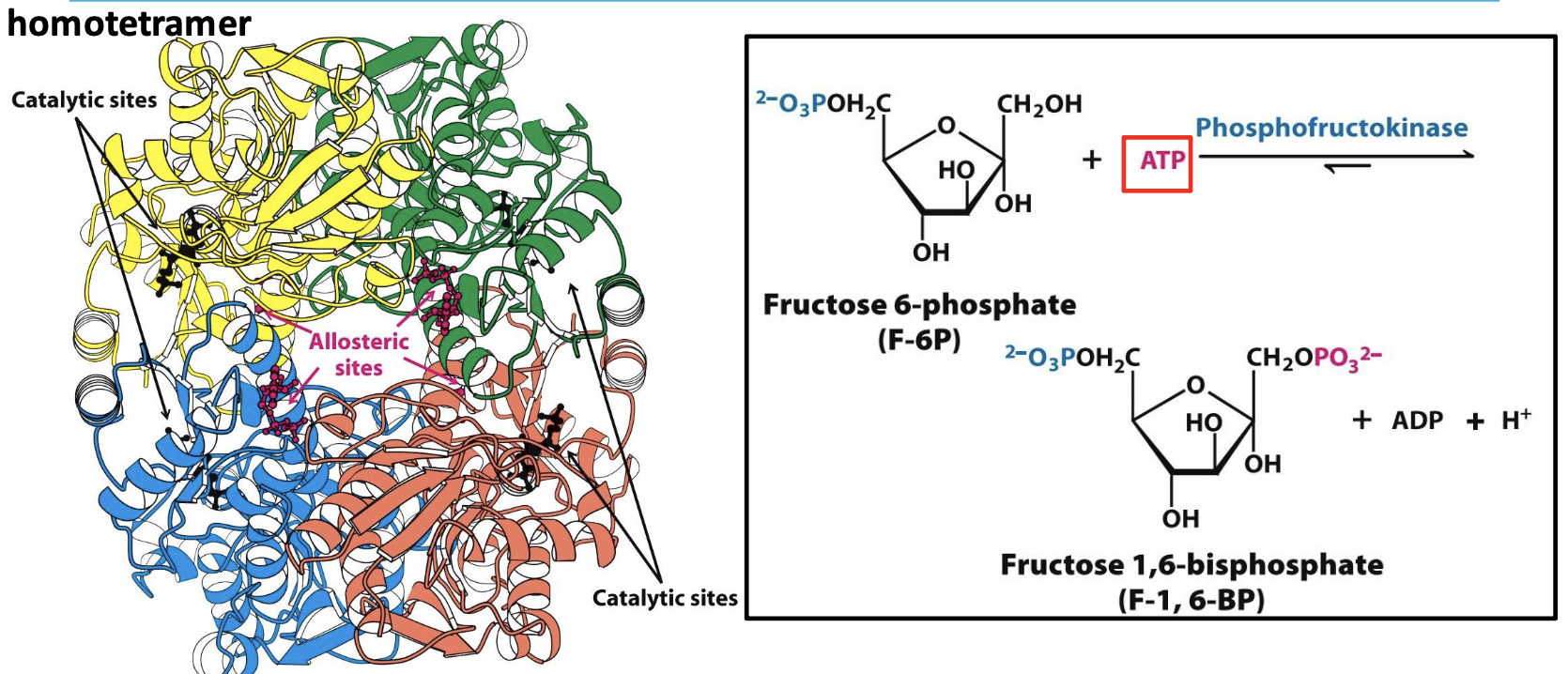 <p>Enzyme that catalyzes step 3 (along with Mg²⁺ cofactor): <strong>Fructose-6P → Fructose-1,6-BP</strong></p><p>→ allosteric enzyme that regulates the pace for glycolysis/metabolism</p><p>→ tetramer w/ 4 catalytic sites. AMP &amp; ATP are allosteric regulators that bind distinct regulatory sites.</p><p>→ phosphorylation @ C1 prevents G-6P reformation</p>