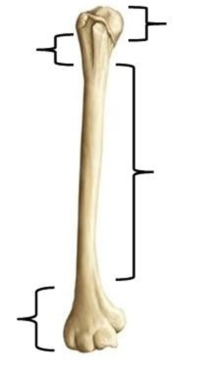 <p>- epiphysis: head/top of the bone</p><p>- diaphysis: shaft/neck of the bone - middle</p><p>- epiphysis: end/bottom of the bone</p>