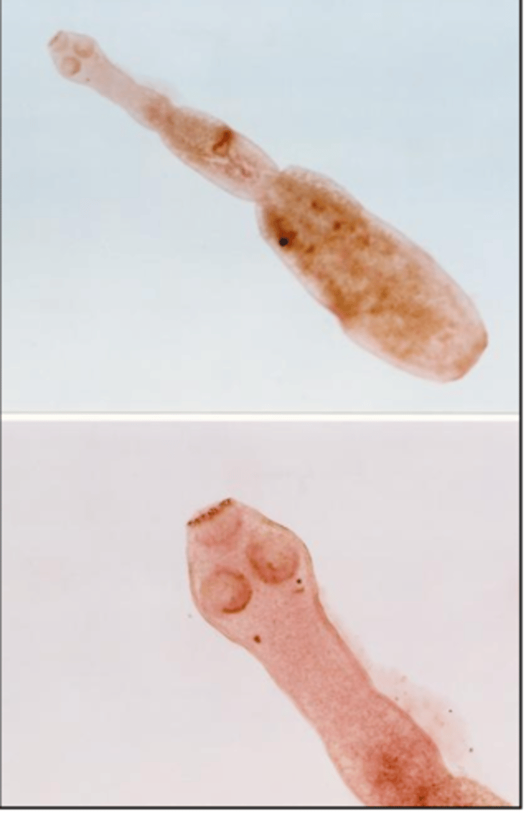 <p>Found in a farm dog with poor weight gain. What parasite is this?</p>