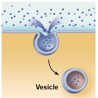 <p>The cell &quot;gulps&quot; a drop of extracellular fluid containing solutes into tiny vesicles. No receptors are used, so the process is nonspecific. Most vesicles are protein-coated</p>