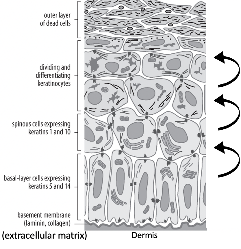 <p>Stem cells. Divide to make daughter cells which then move up into regions above, then die at a certain point by programmed cell death as contains keratin = gives outer layer of skin. </p>