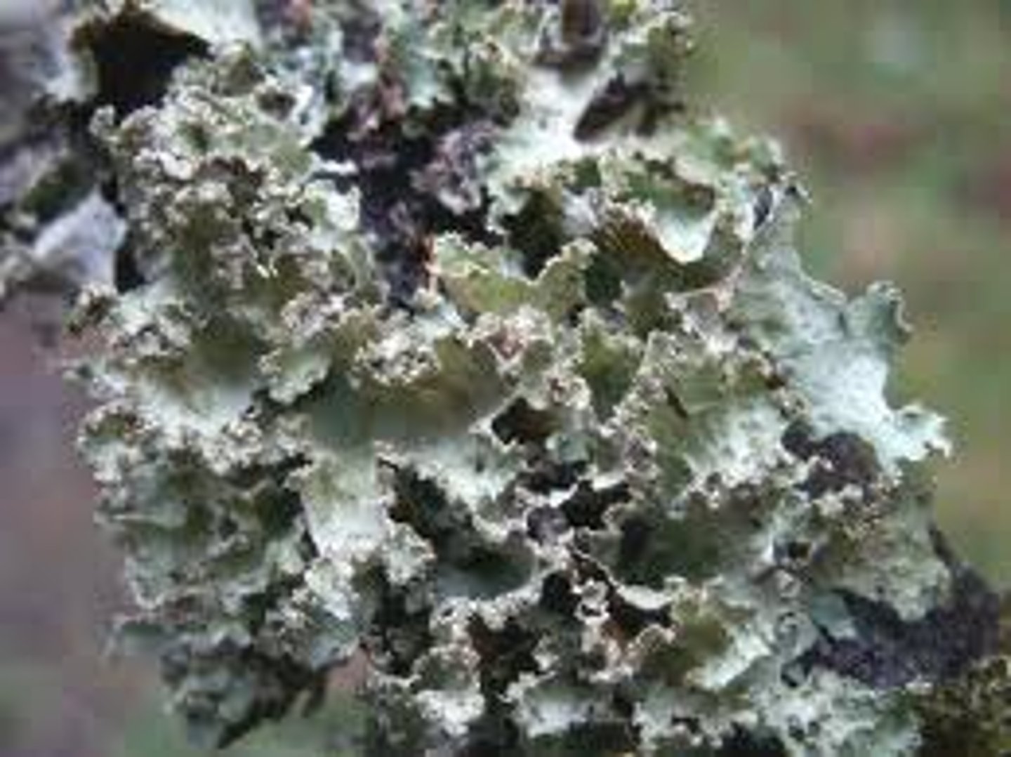<p>Ringworm, athlete's foot, yeast infections</p>