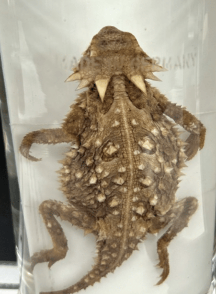 <p>what have their epidermal scales morphed into?</p>